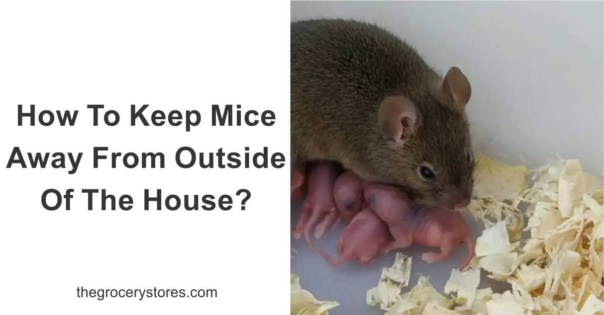 How To Keep Mice Away From Outside Of The House